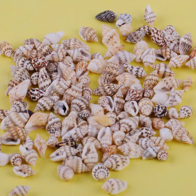 100 pcs Small Sea Shells Assorted Natural Seashells Conch Crafts DIY Decoration