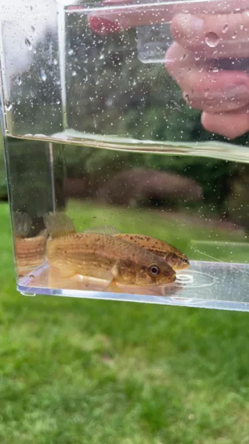 3x 1”-2” EASTERN MUDMINNOWS live freshwater aquarium pike fish *PLS READ DESCR*
