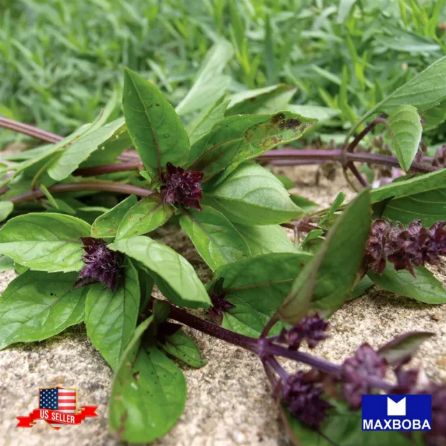 Basil Seeds - Cinnamon Non-GMO / Heirloom / Herb Garden Fresh