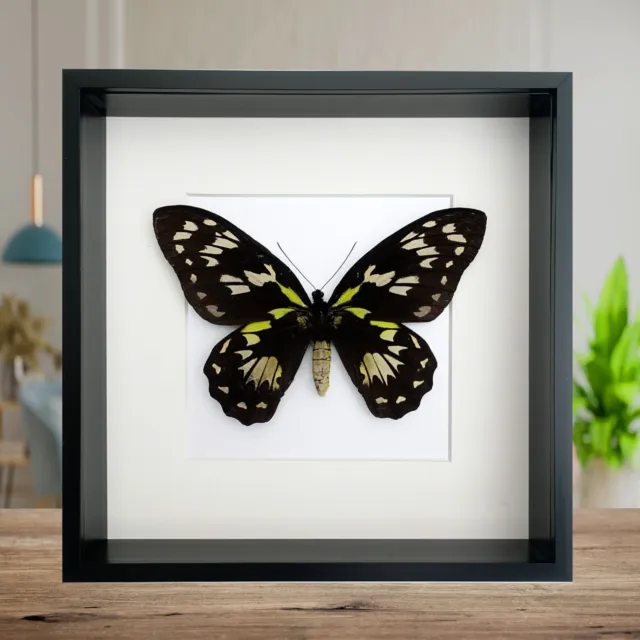 Ornithoptera Victoriae, Queen Victoria's butterfly, female, framed 8" x 8"