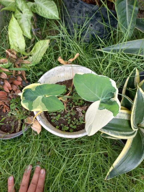 100 Seeds Plant Alocasia Mickey Mouse Variegated 100% Edision