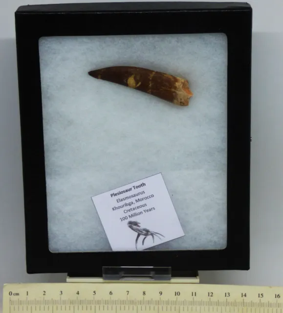 Fossil Plesiosaurier Zahn Marine Reptil Kreide 60 mm Glas Sammler Box