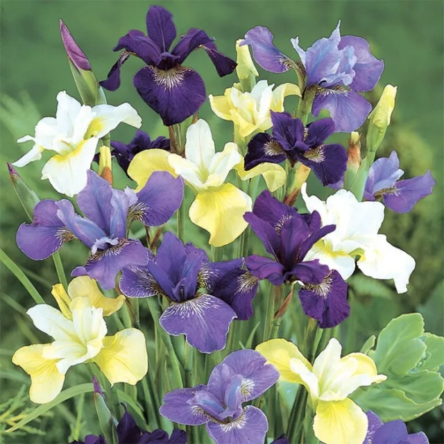 Siberian Iris - 4 Plants - Mixed Colors