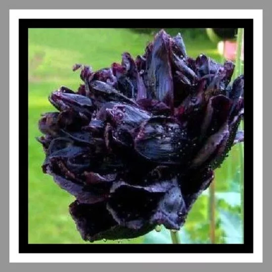 500 Graines de fleurs Annuelles, PAVOT NOIR - BLACK PEONY