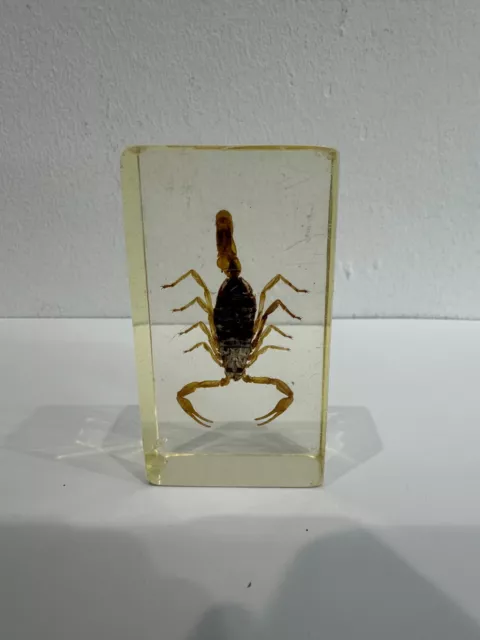 Insetto Resina Animale Esemplare Ragno Vario Granchio Scorpione Scarabeo  Collezione Scienza Bambini Sorpresa Regalo Ambra Decorazione Domestica