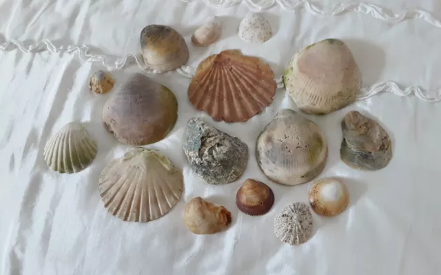 Selection/Collection of Sea Shells Various Shapes & Sizes/Crafts/Aquarium