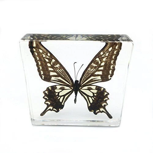 Real Butterfly Specimen Specimens Paperweight Paperweights Collection Display