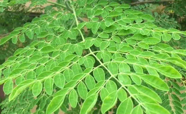 Moringa Oleifera 1 Live Plant Healthy Superfood Drumstick Tree Horseradish Tree