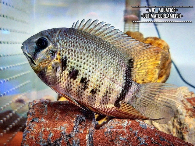 Heros Notatus Severum (Juvi 2")