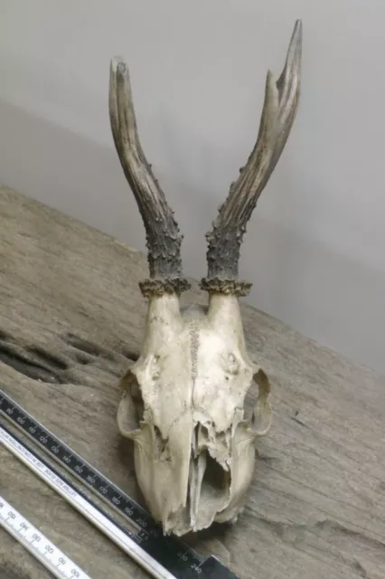 Roe Deer Antlers on Skull  / HOME WALL DECOR / Taxidermy