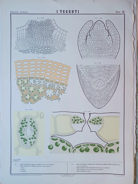 Raro Manifesto Paravia Del 1957 Biologia Vegetale  Tav.iii 
