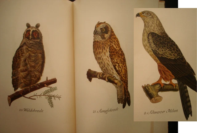 IB 515 Buch der GREIFE Falke Uhu Eule Ornithologie Bildband 1.Aufl.1937