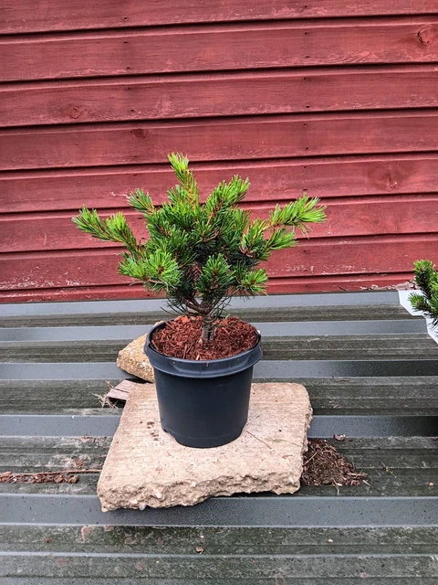 bottle tree bonsai Australian Bottle Tree For Sale  Logee's Plants