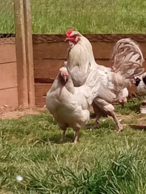 6 Exhibition Quality Lavender Araucana LF Hatching Eggs from A&J Poultry