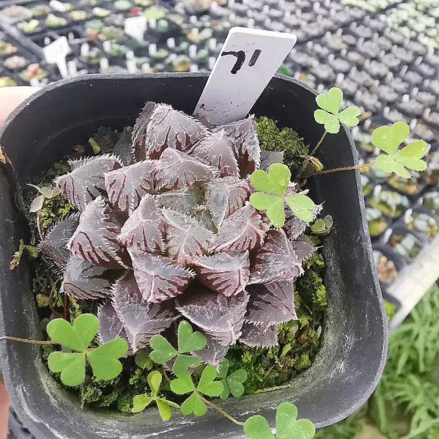 3CM Haworthia Cooperi Red Rock Succulent Live Plant Liliaceae Home Garden Rare