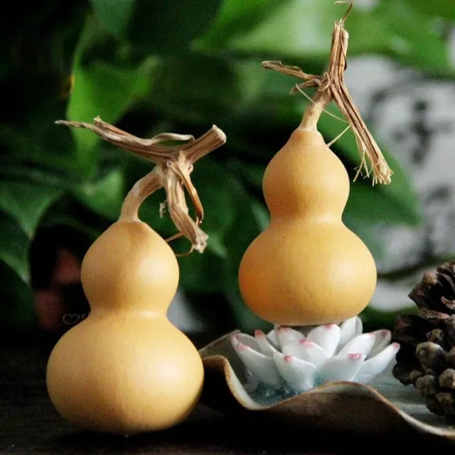 20x Calabazas Botella Natural Con Vid Calabaza Seca Cucurbit Calabaza Calabaza Artesanía Hágalo usted mismo Decoración