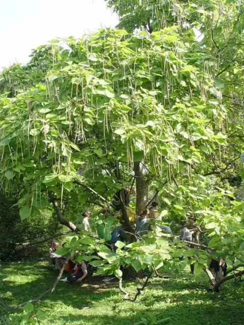 Indian Bean Tree, CATALPA BIGNONIOIDES, rare architectural with stunning bloom 2