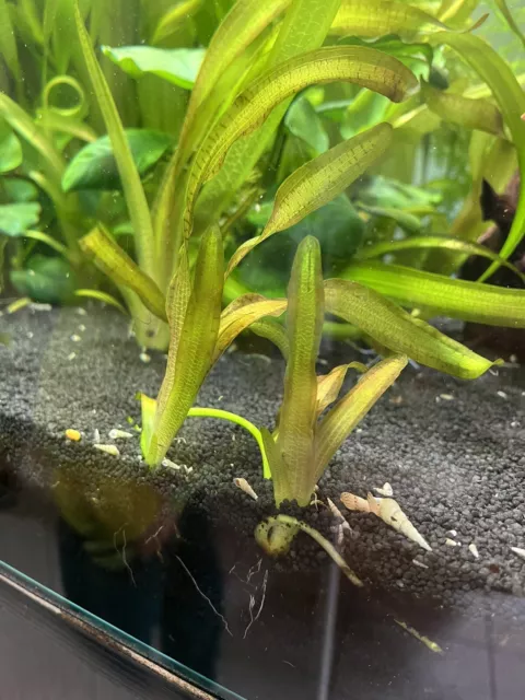 5x Vallisneria - Wasserschraube, Aquarium Pflanzen