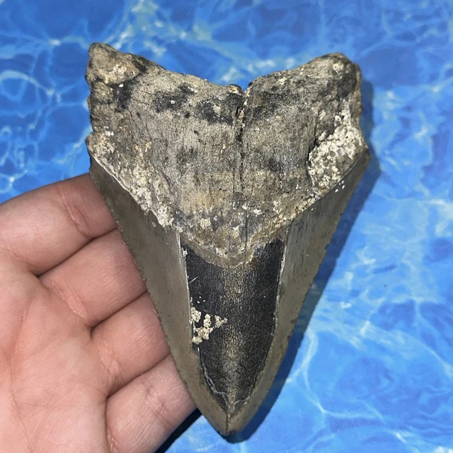 MEGALODON SHARK TOOTH 4.48” Huge Teeth Big Meg Scuba Diver Direct