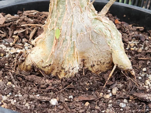 Ficus Palmeri Caudex Bonsai Plant - The Rock Fig 3