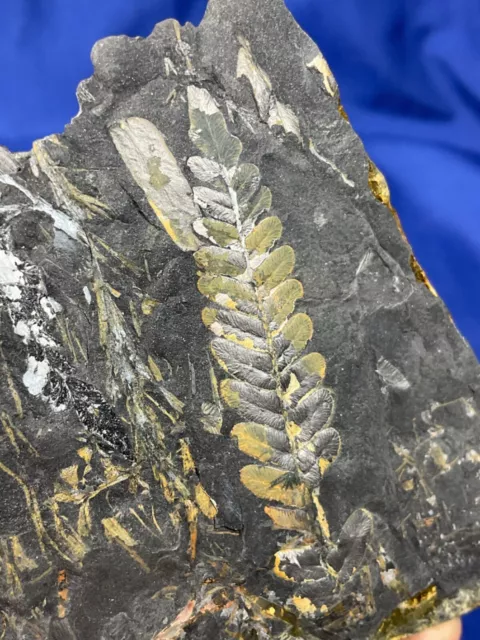 Carboniferous Neuropteris, Fossil, Fossilien, Karbon, plant, Farn, Farn Germany