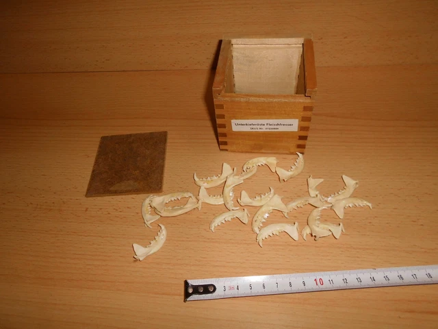 Sammlung von 20 Unterkieferästen Fleischfresser in Aufbewahrungskiste, gebraucht