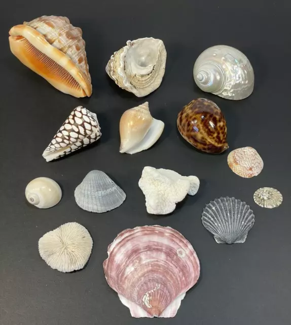 Assorted Sea Shells Coral From Gulf Of Mexico Beach Decor Lot of 12 (S3)