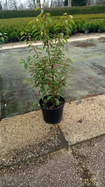 PORTUGIESISCHER KIRSCHLORBEER Prunus lus. Angustifolia 10 Liter 125150