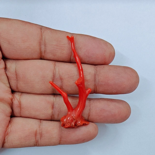 Branche De Corail Rouge Naturel - 76 Carats - Italie - Polie - Effet Astérisme - Mirza Gems