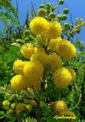 20+ Graines de Mimosa d'hiver 'Acacia dealbata' Silver wattle tree seeds 2