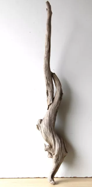 Treibholz Schwemmholz Driftwood  1 XL  Wurzel Dekoration Terrarium 90 cm