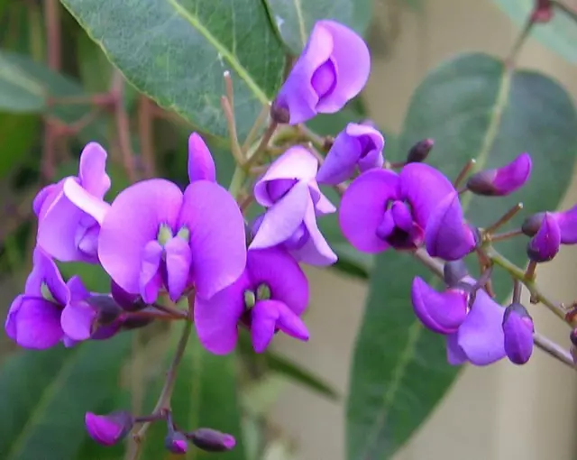 Hardenbergia violacea - Happy Wanderer