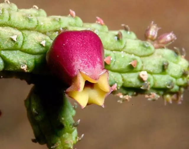 Echidnopsis ericiflora SEEDS -  - SEMI SAMEN KORN SEMILLAS