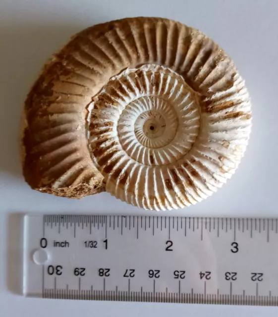 Big Morocco Ammonite Fossil Dinosaur 3 inch diameter