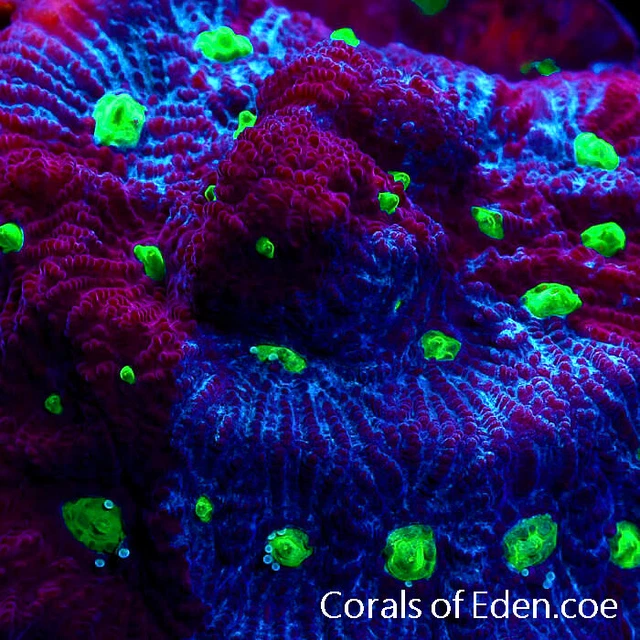 CORALS OF EDEN ~ Blue Favia Coral Frag ~ Live Coral for Sale - LPS  SPS