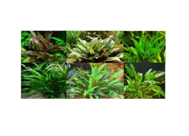 Cryptocoryne assortiment de 8 touffe plante aquarium très résistantes  