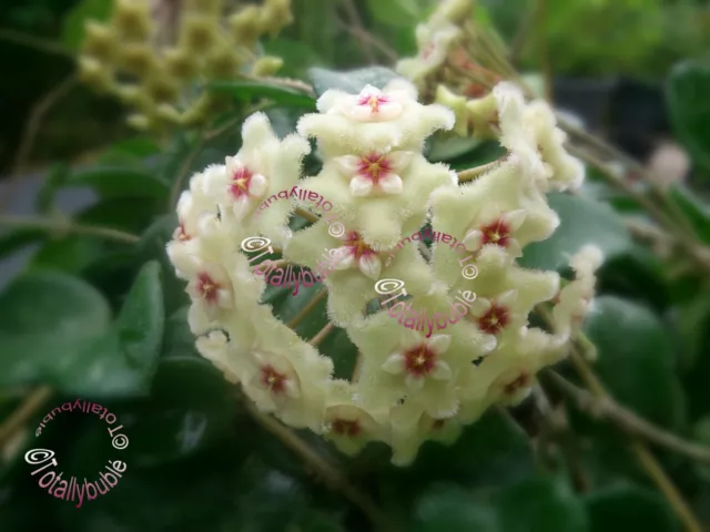 Bouture Cutting  Hoya cv Mathilde  (carnosa x serpens) très florifère