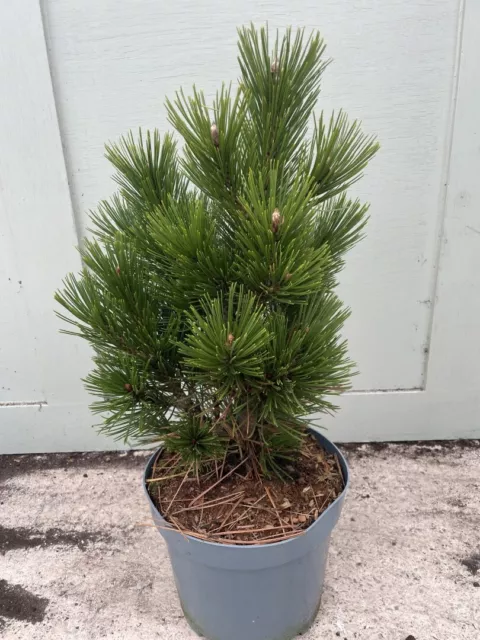Pinus heldreichii 'Compact Gem' - Compact and Neat Bosnian Pine Tree - 5L