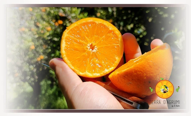 ARANCE Tarocco Di Sicilia 15 kg Naturali Fresche da spremuta Buccia Edibile 🍊