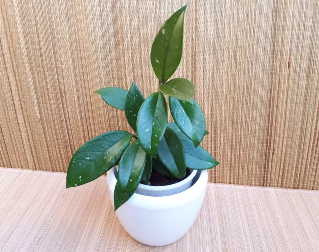 Hoya carnosa - Wachsblume - Porzellanblume – Zimmerpflanze