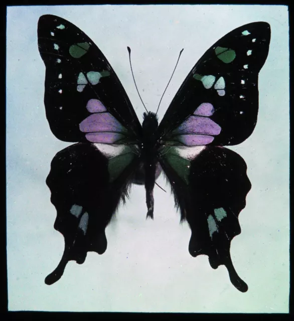 Antike magische Laterne Rutsche ~ Grafik Weiske Schmetterling #2