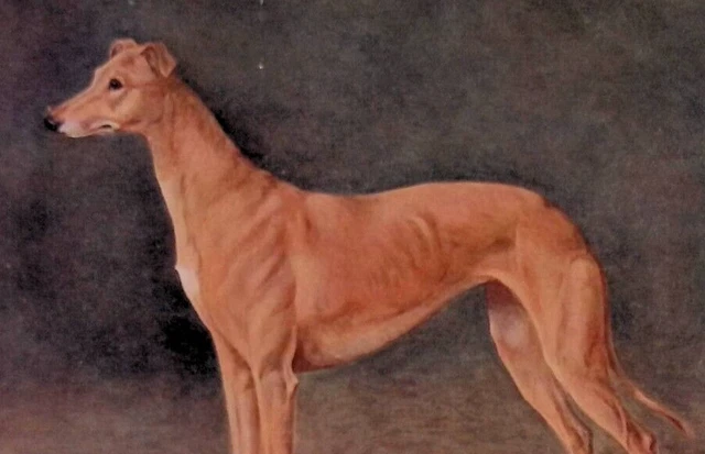 Original 1911 Antique Greyhound Color Print 10x8" Dog