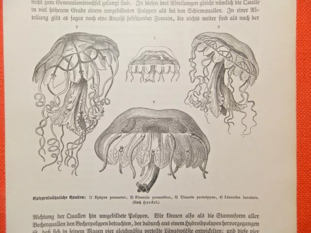 Ephyrulaähnliche Quallen Medusen nach Haeckel  Holzstich von 1893
