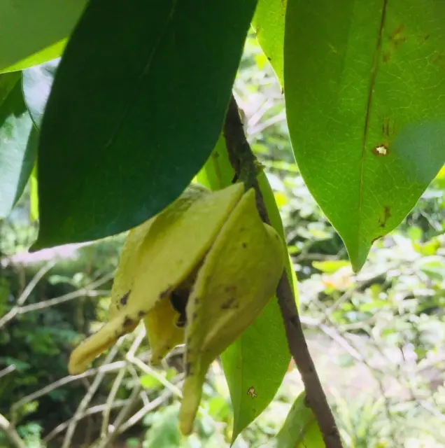 Hojas De Guanábana Secas Anona Muricate Guanabana Graviola Té De Hierbas... 2