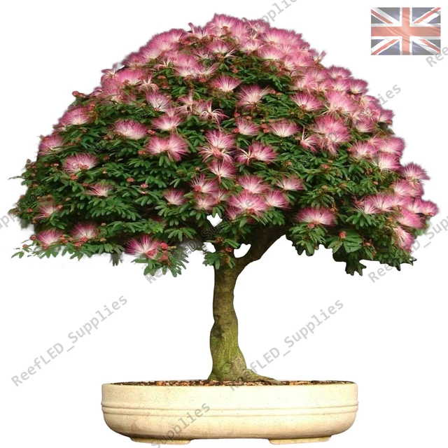 RARE JULIBRISSIN Bonsai Tree, Mimosa Silk 10 Viable Seeds UK
