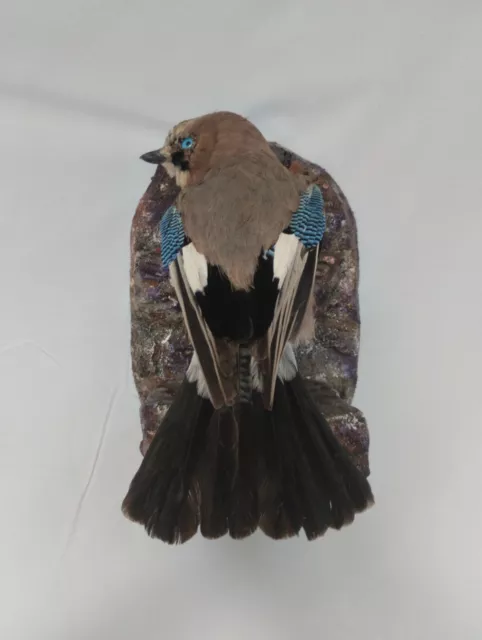 Taxidermy Off A Real Stuffed Jay