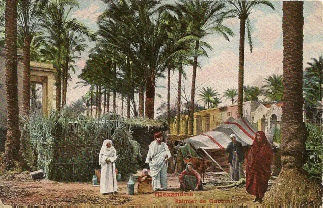 Carte Postale Egypte Alexandrie Palmier De Gabbari