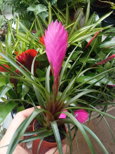 Tillandsia Cyanea planta con raiz planta 5 cm terrario paludario