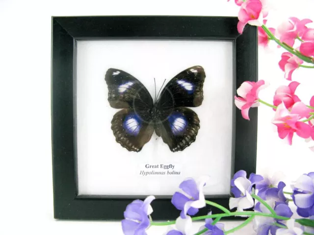 Great Eggfly - beautiful real butterfly prepared - framed- museum quality