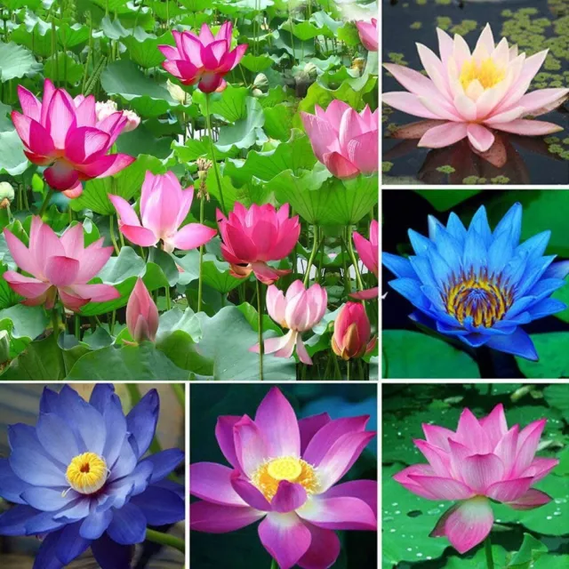 TreegoArt Mix Colour Water Lotus Flower seeds For Home Garden- Pack Of 15 Seeds